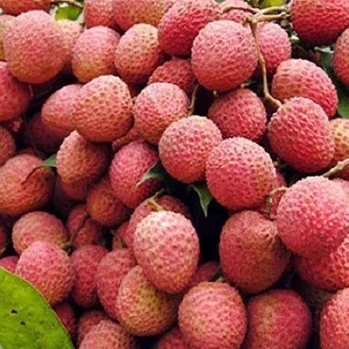 বোম্বাই ‍লিছু