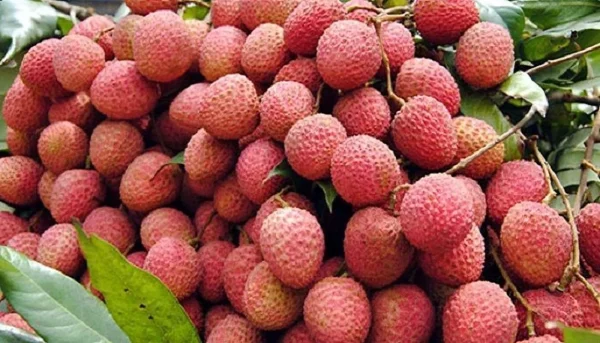 বোম্বাই ‍লিছু