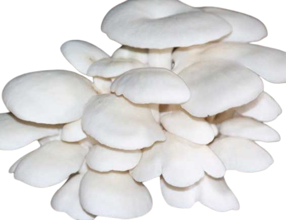 Mushroom-Cultivation-in-Bangladesh-2-removebg-preview মাশরুম