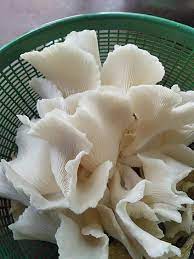 images (4) মাশরুম