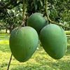 ক্ষিরসা পাত আম