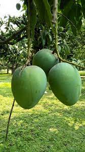ক্ষিরসা পাত আম