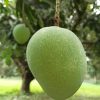 ক্ষিরসা পাত আম