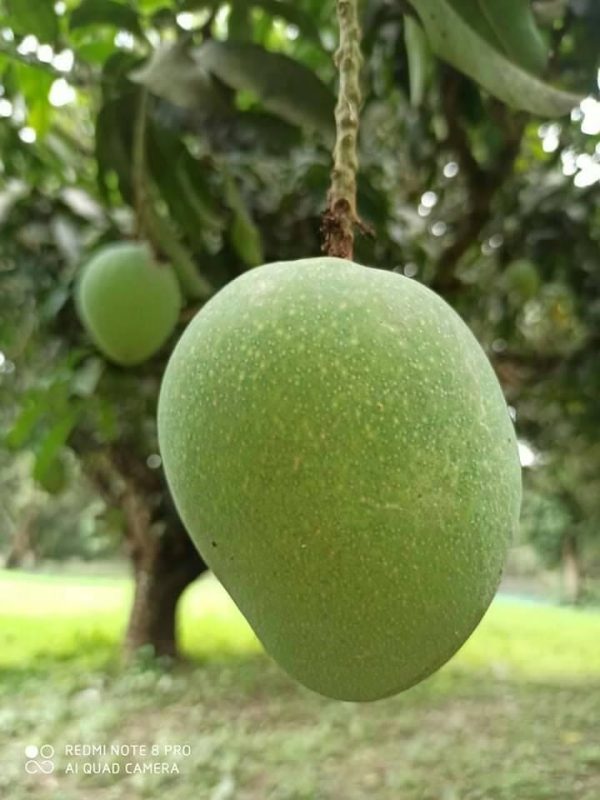 চাঁপাইনবাবগঞ্জ_এর_খিরসাপাত_আম ক্ষিরসা পাত আম